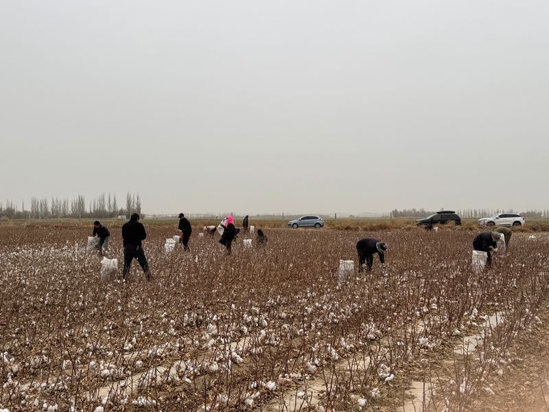 甘肃农垦亚盛金塔分公司举办采摘棉花农业劳动技能竞赛